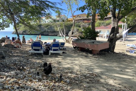 Lagun baai, met kippen op het strand